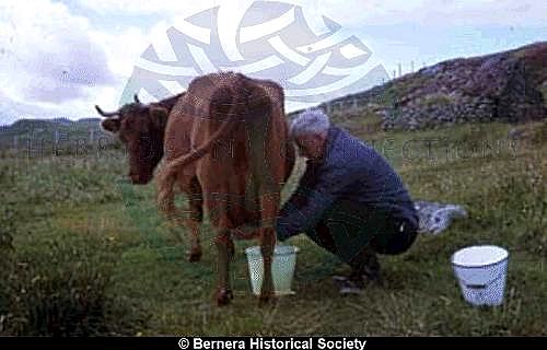 Norman 14 Kirkibost milking a cow