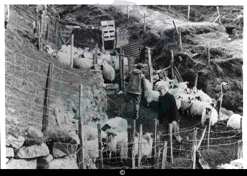 Gathering sheep in Gravir