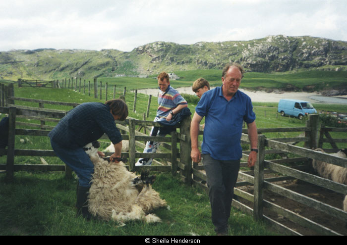 Shearing at Cliff