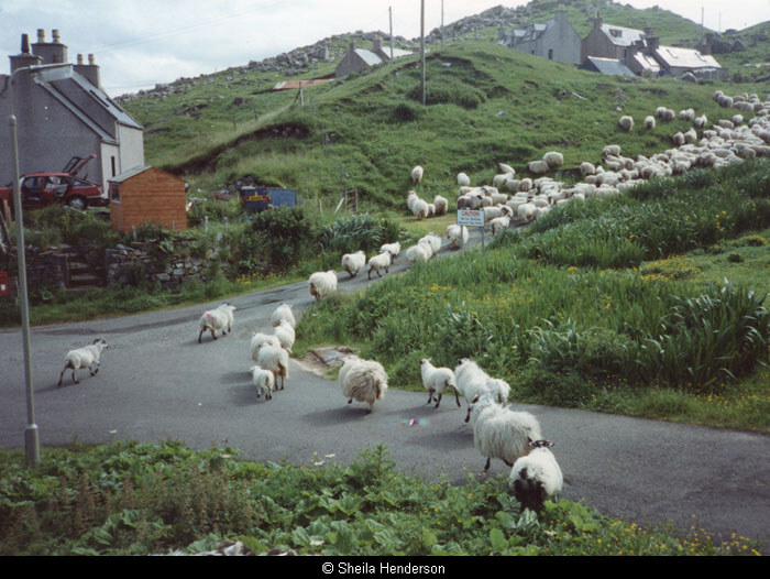 Driving sheep through Valtos