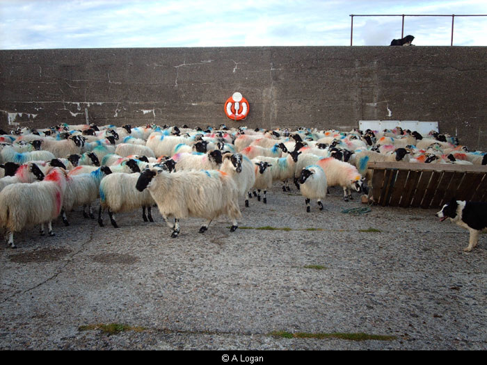 Sheep on Valtos Pier